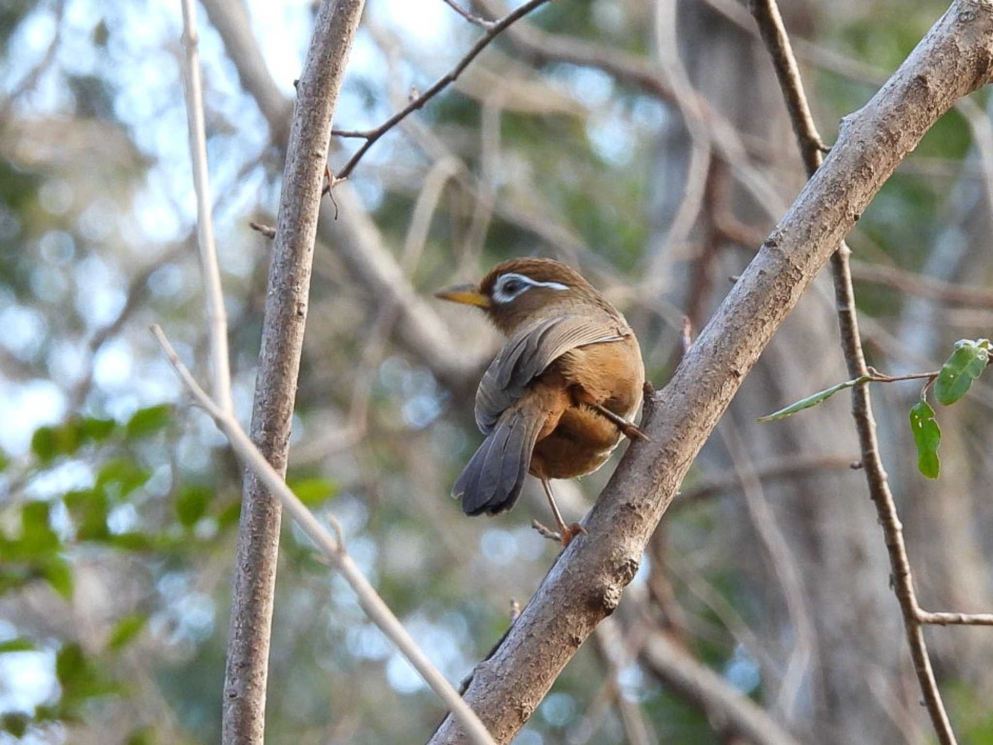 🌳 마이오카 공원 (舞岡公園) 이미지 5